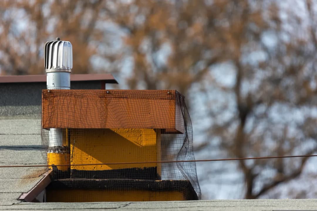 Jak usunąć gniazdo kawek z komina bez łamania prawa i ryzyka